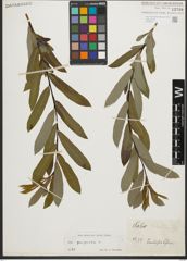 Foto von Salix purpurea L.